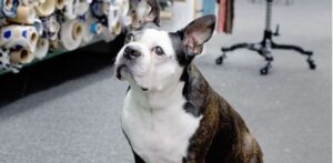 Is Swatch From Project Runway Still Alive? The Beloved Boston Terrier Breed Is Dead￼